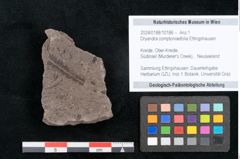 Foto (Objekt + Etikett) von Dryandra comptoniaefolia Ettingshausen (NHMW-GEO-2024-0188-10186)